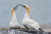 Northern gannet (Morus bassanus) pair, courtship display, Machias Seal Island, Bay of Fundy, New Brunswick, Canada, May.