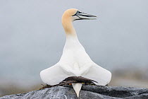 Northern gannet (Morus bassanus) courtship display, with wings crossed, Machias Seal Island, Bay of Fundy, New Brunswick, Canada, May.