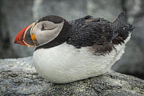 Atlantic puffin (Fratercula arctica) sitting on rock covered in raindrops, Machias Seal Island, Bay of Fundy, New Brunswick, Canada, May.