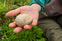 Atlantic puffin (Fratercula arctica) egg in a researcher's hand, Machias Seal Island, Bay of Fundy, New Brunswick, Canada, May.