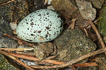 Razorbill egg (Alca torda) in nest, Machias Seal Island, Bay of Fundy, New Brunswick, Canada, May.