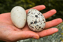 Atlantic puffin (Fratercula arctica) egg on the left, and Razorbill (Alca torda) egg on the right, in a hand, Machias Seal Island, Bay of Fundy, New Brunswick, Canada, May.
