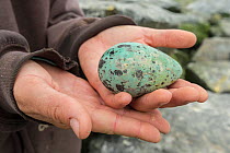 Common guillemot / murre (Uria aalge) egg in researcher's hands, Machias Seal Island, Bay of Fundy, New Brunswick, Canada, May.