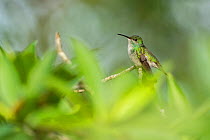 Mangrove hummingbird (Amazilia boucardi) female perched on twig, Nicoya Peninsula, Costa Rica, Endangered species.