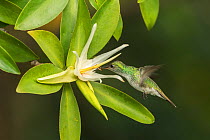 Mangrove hummingbird (Amazilia boucardi) female in flight feeding on Tea mangrove (Pelliciera rhizophorae) flower, Nicoya Peninsula, Costa Rica, Endangered species.