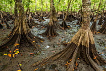 Tea mangroves (Pelliciera rhizophorae) at low tide, Pochote estuary, Costa Rica, Vulnerable species.