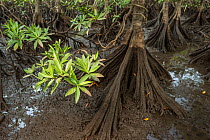 Tea mangroves (Pelliciera rhizophorae) at low tide, Pochote Estuary, Costa Rica, Vulnerable species.