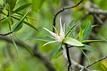 Tea mangrove (Pelliciera rhizophorae) flower, Pochote Estuary, Costa Rica, Vulnerable species.