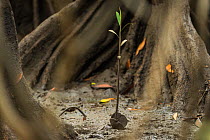 Tea mangrove (Pelliciera rhizophorae) recently germinated seedling, Pochote Estuary, Costa Rica, Vulnerable species.