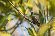 Mangrove hummingbird (Amazilia boucardi) male perched on twig, Pacific coast mangroves area, Costa Rica, Endangered species.