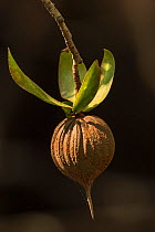 Tea mangrove (Pelliciera rhizophorae) seed, Pochote Estuary, Costa Rica, Vulnerable species.