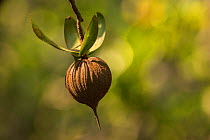 Tea mangrove (Pelliciera rhizophorae) seed, Pochote Estuary, Costa Rica, Vulnerable species.