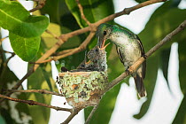 Mangrove hummingbird (Amazilia boucardi) female feeding chicks in nest, Pacific coast mangroves area, Costa Rica, Endangered species.