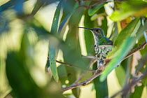 Mangrove hummingbird (Amazilia boucardi) female siting on nest, Pacific coast mangroves area, Costa Rica, Endangered species.
