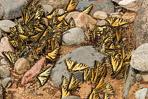 Eastern tiger swallowtail butterflies (Papilio glaucus) puddling, New Brunswick, Canada, June.