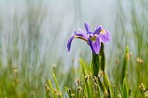 Blue flag iris (Iris versicolor) in flower, New Brunswick, Canada, June.