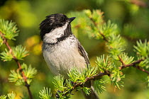 Black-capped chickadee (Poecile atricapillus) perched on twig, portrait, Anchorage Provincial Park, Grand Manan Island, New Brunswick, Canada, June.