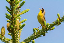 Common yellow throat (Geothlypis trichas) male, singing, Anchorage Provincial Park, Grand Manan Island, New Brunswick, Canada, June.