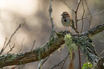 Song sparrow (Melospiza melodia) perching on branch, Anchorage Provincial Park, Grand Manan Island, New Brunswick, Canada, June.