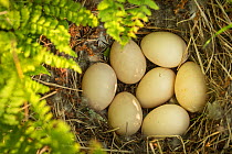 American wigeon (Anas / Mareca americana) nest with seven eggs, Anchorage Provincial Park, Grand Manan Island, New Brunswick, Canada, June.