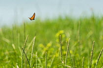 Monarch butterfly (Danaus plexippus) male, migrating North, Anchorage Provincial Park, Grand Manan Island, New Brunswick, Canada, June.