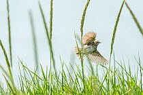 Savannah sparrow (Passerculus sandwichensis) in flight, Anchorage Provincial Park, Grand Manan Island, New Brunswick, Canada, June.