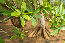 Tea mangrove (Pelliciera rhizophorae) seed, Pochote Estuary along the Pacific coast of Costa Rica, Vulnerable species.