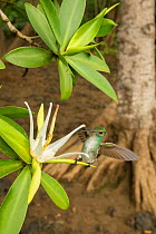 Mangrove hummingbird (Amazilia boucardi) female landing on Tea mangrove (Pelliciera rhizophorae) flower to feed, Pacific coast mangroves, Nicoya Peninsula, Costa Rica, Endangered species.