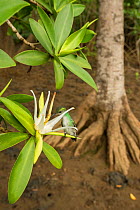 Mangrove hummingbird (Amazilia boucardi) female feeding on Tea mangrove (Pelliciera rhizophorae) flower, Pacific coast mangroves, Nicoya Peninsula, Costa Rica, Endangered species.