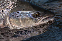 Atlantic salmon (Salmo salar) with head above water, Miramichi river, New Brunswick, Canada, June.