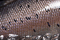 Atlantic salmon (Salmo salar) close up of  skin scales, Miramichi River, New Brunswick, Canada, June.