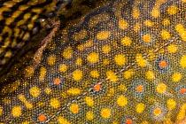 Brook trout (Salvelinus fontinalis) close up of skin / scales, Miramichi River, New Brunswick, Canada, June.