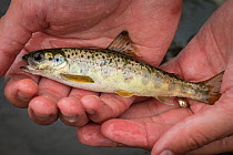 Atlantic salmon (Salmo salar) parr in hands, Miramichi River, New Brunswick, Canada, June.