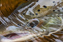 Atlantic salmon (Salmo salar) just below water surface, Miramichi River, New Brunswick, Canada, June.