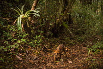 Oncilla (Leopardus tigrinus) walking along forest path, photographed by a camera trap,  Talamanca Range, La Amistad International Park, UNESCO World Heritage Site, Costa Rica, Vulnerable species.