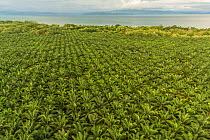 Aerial view of Palm oil (Elaeis sp) plantations along the Pacific coast of Costa Rica, May 2017.
