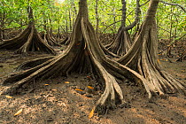 Tea mangroves (Pelliciera rhizophorae) Pochote Estuary, Costa Rica. Vulnerable species.