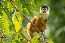 Black-crowned Central American squirrel monkey (Saimiri oerstedii) sitting on branch, Corcovado National Park, Osa Peninsula, Costa Rica, Vulnerable species.