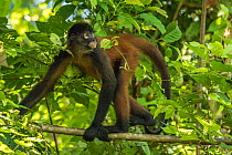 Geoffroy's spider monkey (Ateles geoffroyi) walking along branch, Corcovado National Park, Osa Peninsula, Costa Rica, Endangered species. Small repro only.