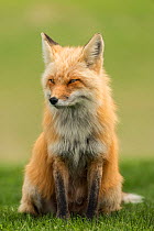 Red fox (Vulpes vulpes) portrait, Prince Edward Island, Canada, May.