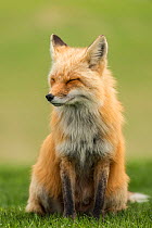 Red fox (Vulpes vulpes) portrait, resting, Prince Edward Island, Canada, May.