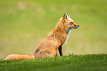 Red fox (Vulpes vulpes) sitting, Prince Edward Island, Canada, May.