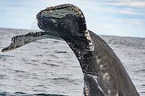 Humpback whale (Megaptera novaeangliae) tail fluke above water, Bay of Fundy, New Brunswick, Canada, November.