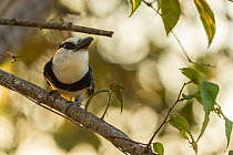 White-necked puffbird (Notharchus hyperrhynchus) perched on branch, Nicoya Peninsula, Costa Rica. January.