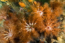 Orange-footed sea cucumber (Cucumaria frondosa) tentacles, Bay of Fundy, New Brunswick, Canada, July.