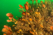 Stalked tunicates (Boltenia ovifera) Bay of Fundy, New Brunswick, Canada, July.