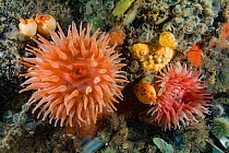 Two Northern red / Dahlia anemones (Urticina felina) Bay of Fundy, New Brunswick, Canada, July.