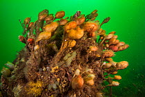 Stalked tunicates (Boltenia ovifera) Bay of Fundy, New Brunswick, Canada, July.