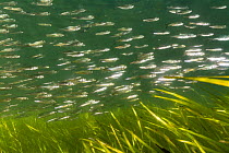 Atlantic herring (Clupea harengus) schoal of juveniles in eel grass beds, Nova Scotia, Canada, July.