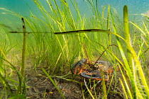 American / Northern lobster (Homarus americanus) juvenile taking shelter in Eel grass beds, Nova Scotia, Canada, July.